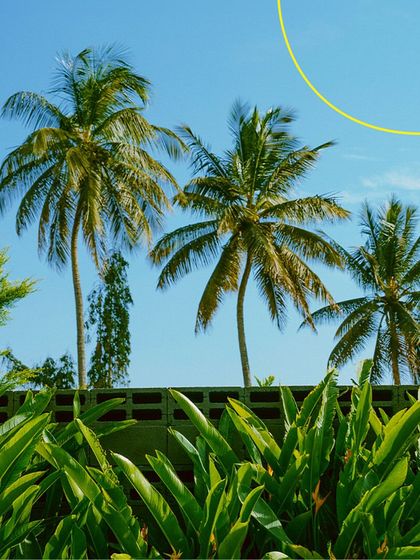 The iconic view of palm trees against a clear blue sky. This is the tropical, relaxed vibe I've cultivated here in the heart of Bangalore.