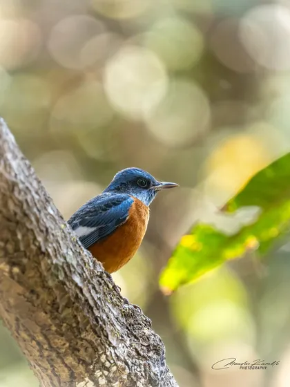 A Blue-capped Rock Thrush seen through the trees. The bokeh in the background adds a magical quality to this colourful portrait.