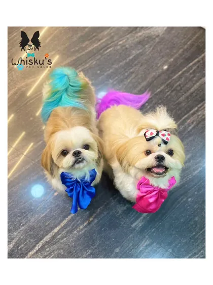 A little bit of color for these two adorable Shih Tzu siblings, Olem and Gadin. I use only 100% pet-safe, vegan hair dyes to add a pop of personality. Here you can see their fun, colorful tails after their creative grooming session.
