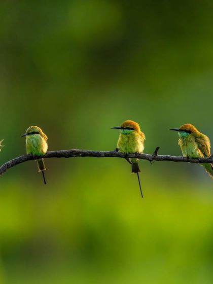 A family of green bee-eaters lined up on a branch. It looks like they are having a family meeting over breakfast.