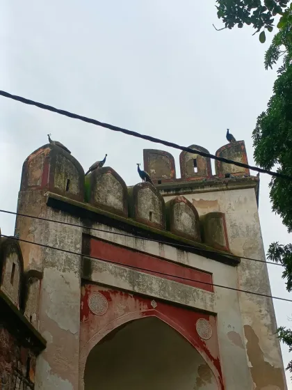 Peacocks perch atop a historic gate in the Nizamuddin area. Our walks often lead to surprising and beautiful encounters with the city's wildlife.