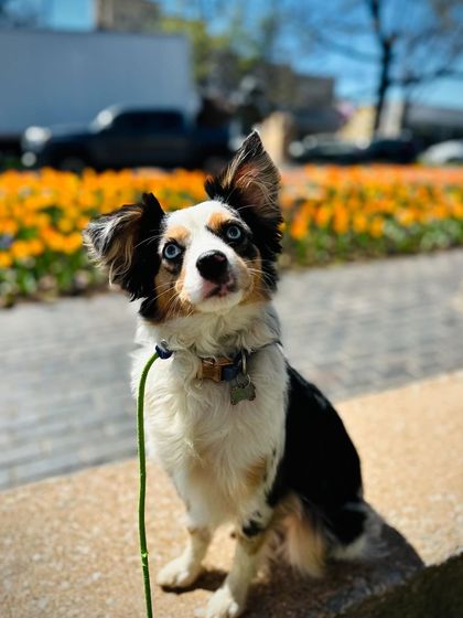 Tulsa Dog Trainer - Immersive Board & Train Programs Board & Train Graduates photo 32