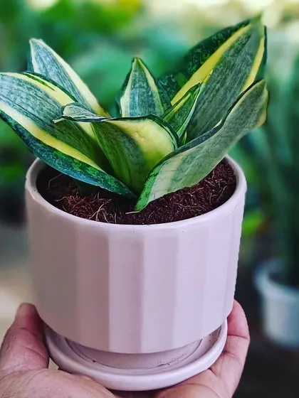 A close look at a variegated Sansevieria, also known as a Snake Plant, in a stylish pink ceramic pot. These are very popular because they are low maintenance and great for air purification.