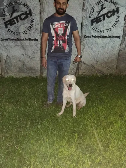This handsome white Labrador is another proud graduate of the Fetch Canine Training School.