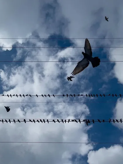 A single pigeon breaks away from the flock, its wings spread wide against the blue sky. This shot captures a moment of freedom and individuality within the larger group.