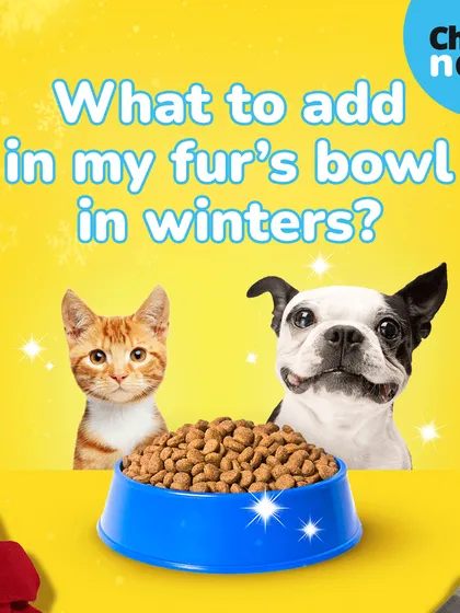 Wondering what to add to your pet's bowl in winter? This series of tips covers nutritious additions like bone broth, healthy fats like ghee, and extra protein to keep them warm and healthy.