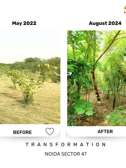 From sparse saplings to a dense undergrowth at Noida Sector 47. This shows the multi-story growth we aim for in our forests, which maximizes biodiversity and ecological benefits.