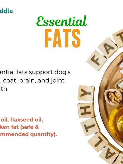 Kuddle - Pet Nutrition Consultation Building the Perfect Bowl: Balanced Diet Essentials photo 7