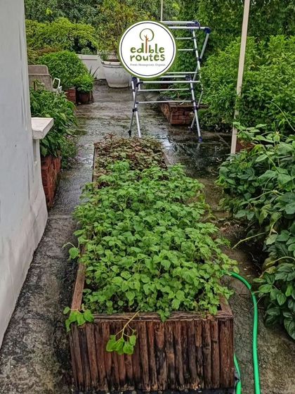 These bamboo planters are another eco-friendly and stylish option for a kitchen garden. Here they are filled with fresh pudina (mint), ready for harvest.