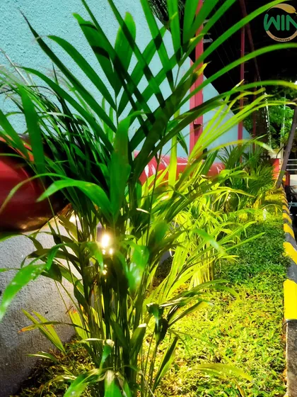 Areca palms are a versatile choice for commercial spaces. Here, they are used as a border planting, with subtle uplighting to highlight their feathery fronds and create a warm ambiance.