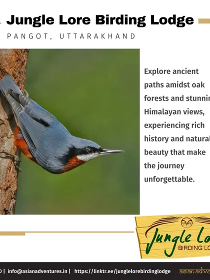 A Chestnut-bellied Nuthatch climbs down a tree trunk, a common sight on the grounds of Jungle Lore Birding Lodge. The historic Pangot to Nainital trail starts right from our lodge.