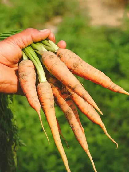 A hand holding freshly picked carrots from our farm. We are committed to chemical-free farming practices, and you can taste the difference in our produce.