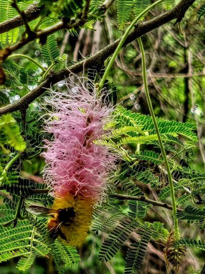 A bee approaches the unique, two-toned flower of the Dichrostachys cinerea, also known as the Sickle Bush. This interaction at Wazirabad Bundh is a snapshot of a thriving ecosystem.