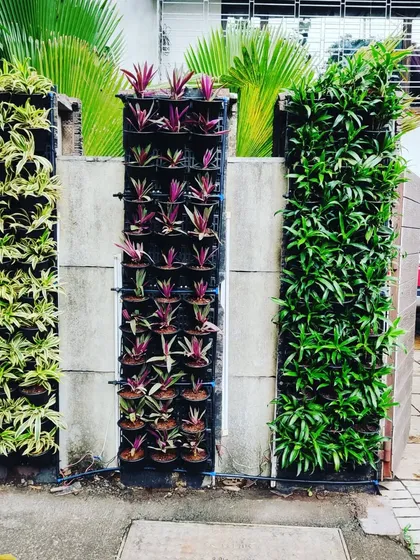 A small vertical garden showing a mix of foliage. We use plants with different leaf colors and shapes, like the purple Rhoeo and variegated spider plant, to create a living tapestry.