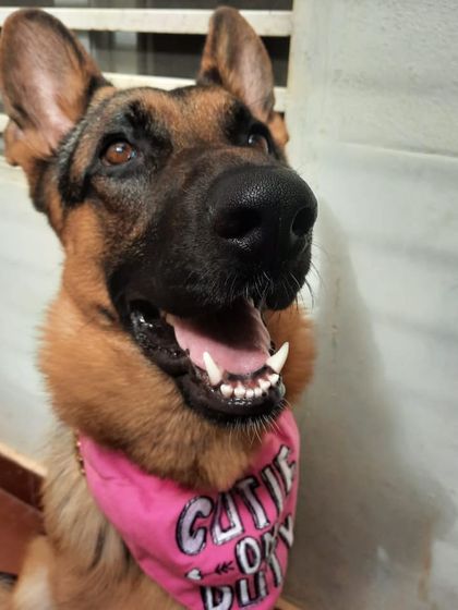 A collection of portraits of my handsome, goofy, and majestic German Shepherd, Theo. He is my constant inspiration and the heart of my work.