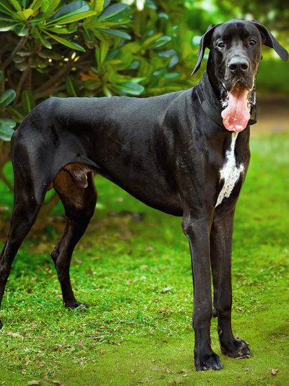 A full-body shot of the majestic Great Dane standing proudly in the grass.