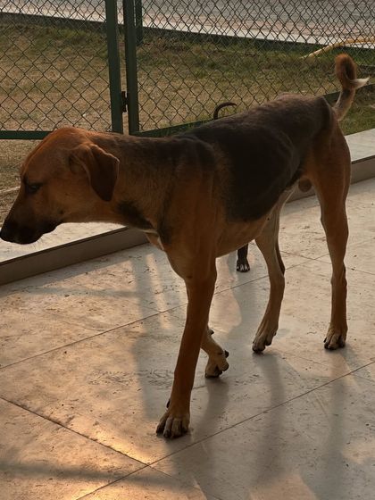 This is one of our rescued indie dogs. Our home is always open for them. They are a permanent part of the Poochkins family.