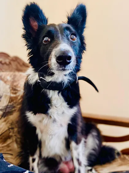 Meet Chunmun, a beautiful indie dog with the most expressive eyes. He is a proud Indian dog, and his gentle nature makes him a favorite among all the animals here.