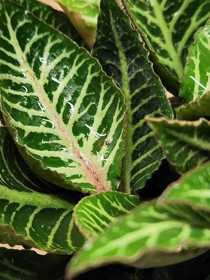 A close-up of the intricate, vein-like patterns on this foliage plant. We love plants that offer stunning visual texture and detail.
