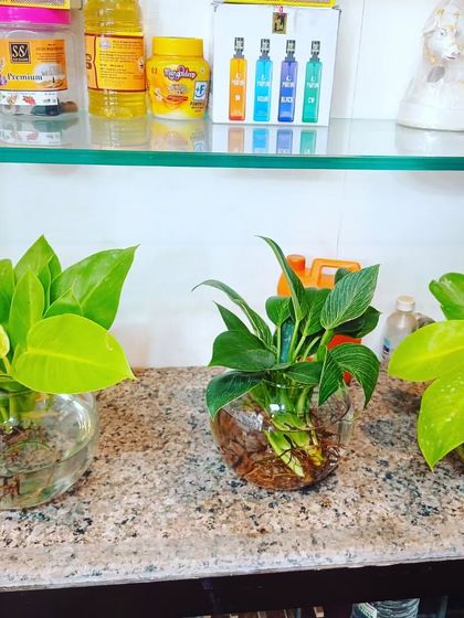 Hydroponic & Water-Based Plants photo 17