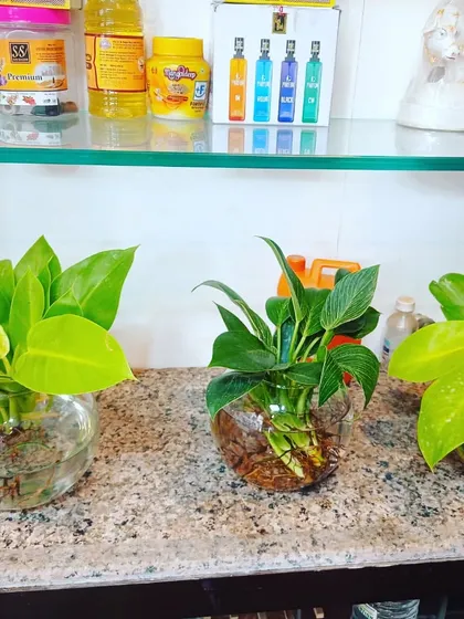 Golden Pothos in simple, round glass bowls. This is an easy and affordable way to start with hydroponic plants at home.