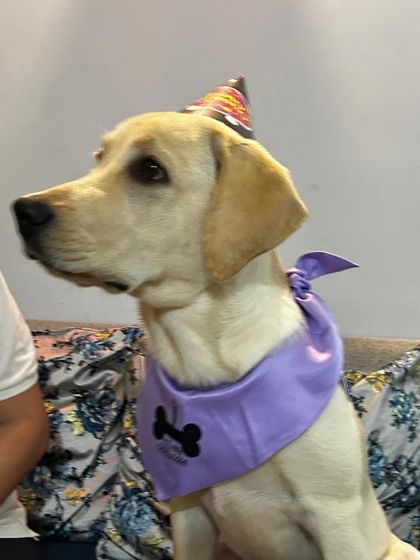 This stylish Labrador is all set for his party, wearing a party hat and a custom bandana. Our accessories help complete the perfect birthday look.
