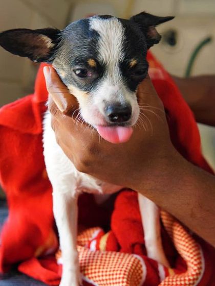 Tail It Easy - Mobile Pet Grooming Caring for All Coats & Breeds photo 4