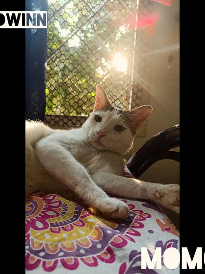 Meow Inn - Cat Lounge & Play Sessions Relax & Recharge: Cozy Moments photo 8