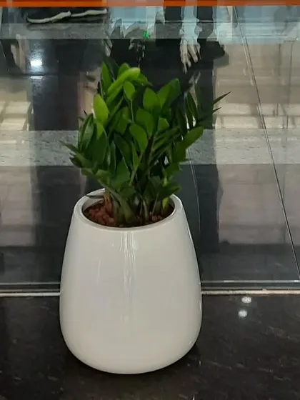 A compact ZZ plant in a white pot, perfect for smaller spaces within an office like reception desks or waiting areas.