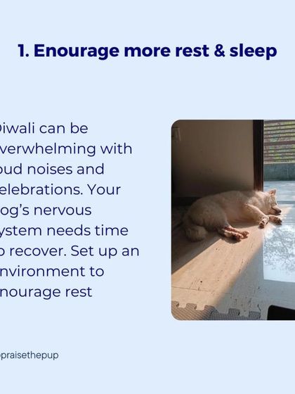 The first step to helping a dog recover from stress is to encourage more rest and sleep. Their nervous system needs time to recover, so creating a calm, quiet environment is essential.