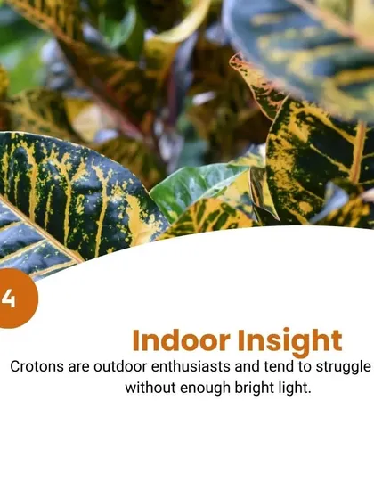 Croton Care Tip 4: Indoor insight. Crotons are outdoor enthusiasts and can struggle indoors without enough bright light to maintain their colors.