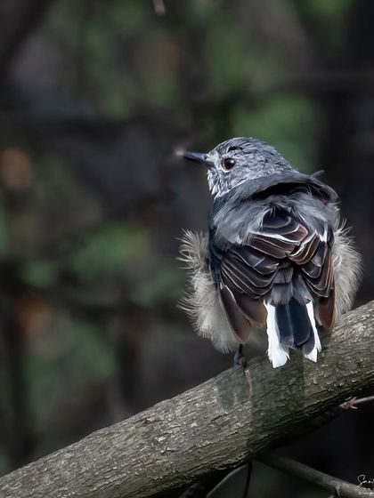 A small bird, possibly a flycatcher, twists to look behind it. The fluffy, ruffled feathers and dynamic pose give this image a sense of life and movement.
