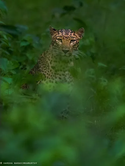 An elusive leopard peers through the emerald embrace of Kabini. Capturing these "peek-a-boo" shots requires patience, as the animal reveals itself for just a fleeting moment.