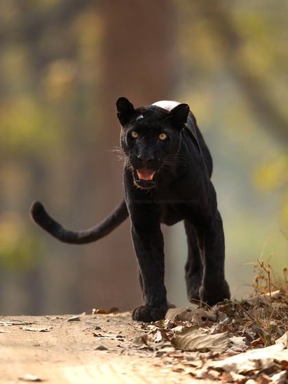 An unforgettable winter morning in Kabini. A punctured tire delayed our start, but fate had a plan. We first saw a tiger, and then, as if summoned by magic, this elusive black leopard emerged from the shadows.