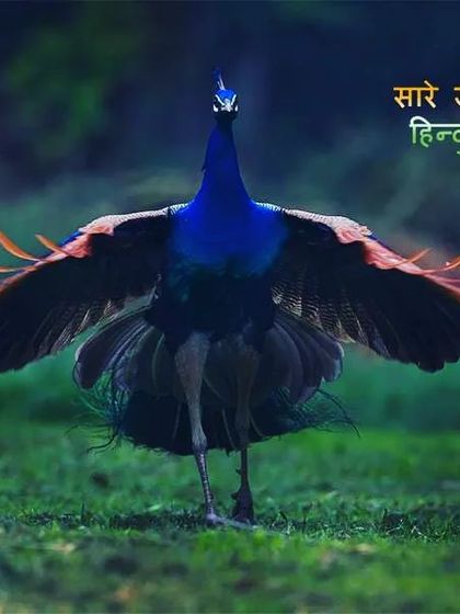 Another image for Republic Day, celebrating 75 years of India's independence. The peacock, our national bird, stands as a proud symbol of our country's rich heritage, culture, and natural beauty that we showcase to the world on this day.