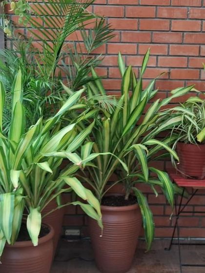 Make My Garden - Nursery & Gardening Store (Retail) Indoor & Air Purifying Plants photo 28