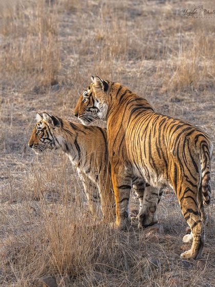 Two tigers, likely siblings, stand alert. Leaving space in the composition where the subjects are looking adds a sense of direction and story to the frame.
