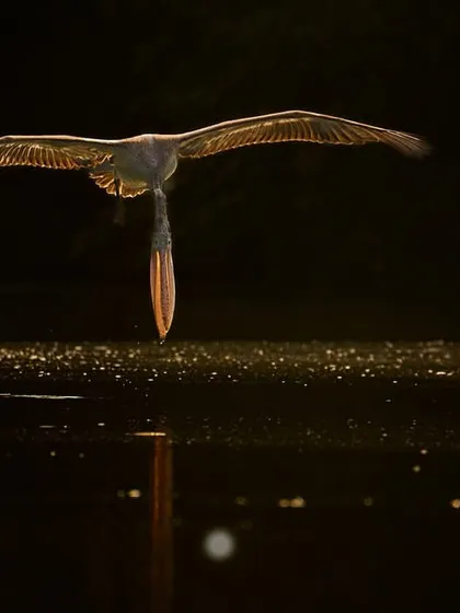 This is what I mean when I say "sense the light". We learn to see how the golden morning light can turn a simple moment, like this spot-billed pelican skimming the water at Ranganathittu, into a piece of art. The way the light catches the wings and reflects on the water creates a magical, almost divine, image.