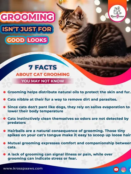 Did you know grooming is essential for a cat's health? This graphic shares some key facts about why regular grooming helps with everything from skin health to temperature regulation.