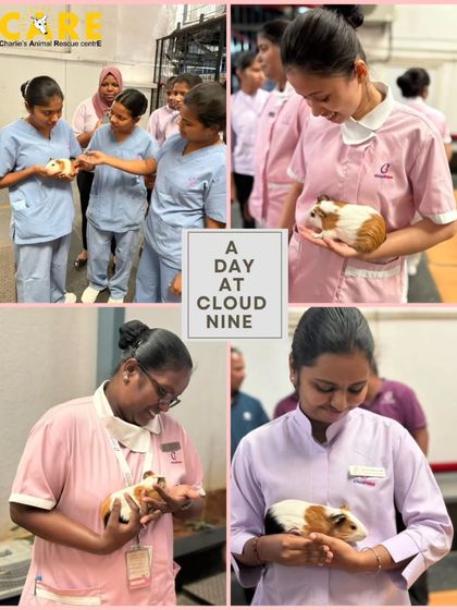 Charlie's Animal Rescue Centre - Community Outreach & Education The Power of Partnership: Corporate & Community Support photo 18