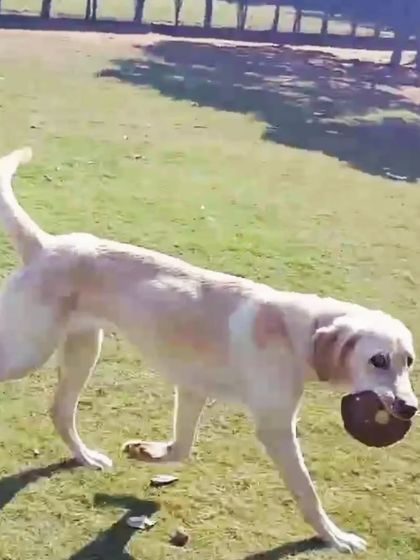 The proud moment after a successful catch. This Labrador is ready for his victory lap.