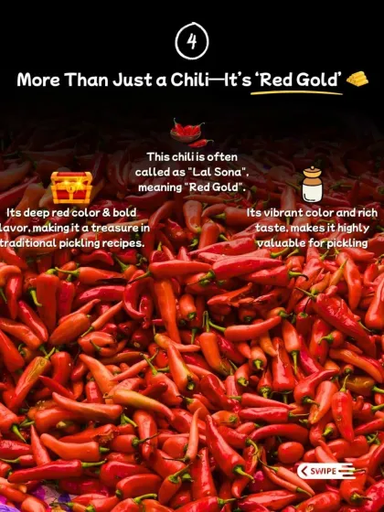 This chilli is often called "Lal Sona" or "Red Gold" for its deep red colour and bold flavour, making it a treasure in traditional pickling recipes.