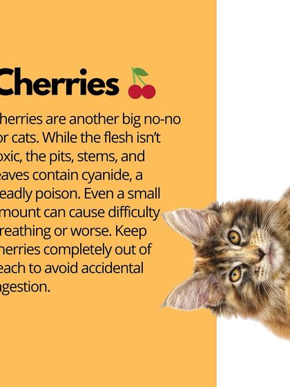 Oh My Dawg - Pet Supplies Nutrition: Food, Treats & Recipes photo 14