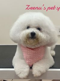 Dog Grooming & Spa