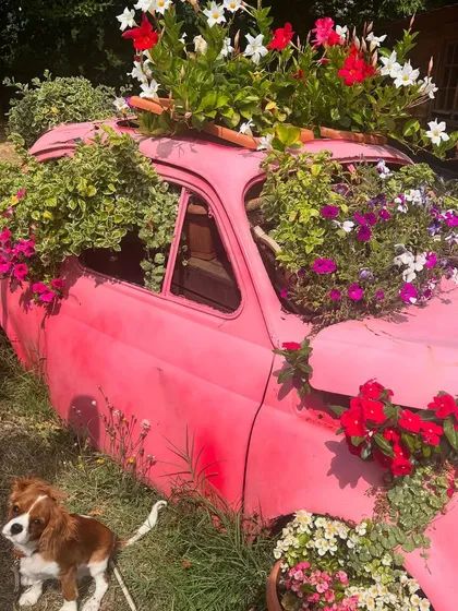 I love finding beauty in unexpected places. This vintage pink car became my canvas, overflowing with a wild mix of petunias and other blossoms to create a unique and charming floral installation.