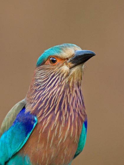 A detailed close-up of an Indian Roller's head and chest, showing the intricate feather patterns.