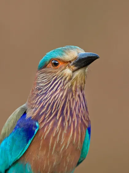 A close-up portrait of an Indian Roller, showing the subtle lilac streaking on its throat and breast.