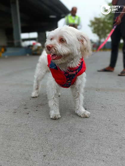 Lusy, a small white dog, explores the area outside the animal reception center in the UK after her flight from Hyderabad, India.