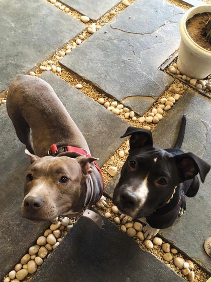 Two best buds looking up, probably asking for a treat! We love seeing dogs of all breeds become friends here.