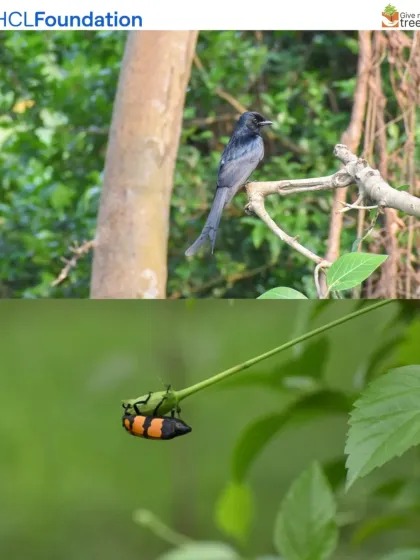 A Black Drongo perches on a branch while a Blister Beetle hangs from a leaf below. This image captures the diversity of life, from the sky to the foliage, that a restored ecosystem supports.